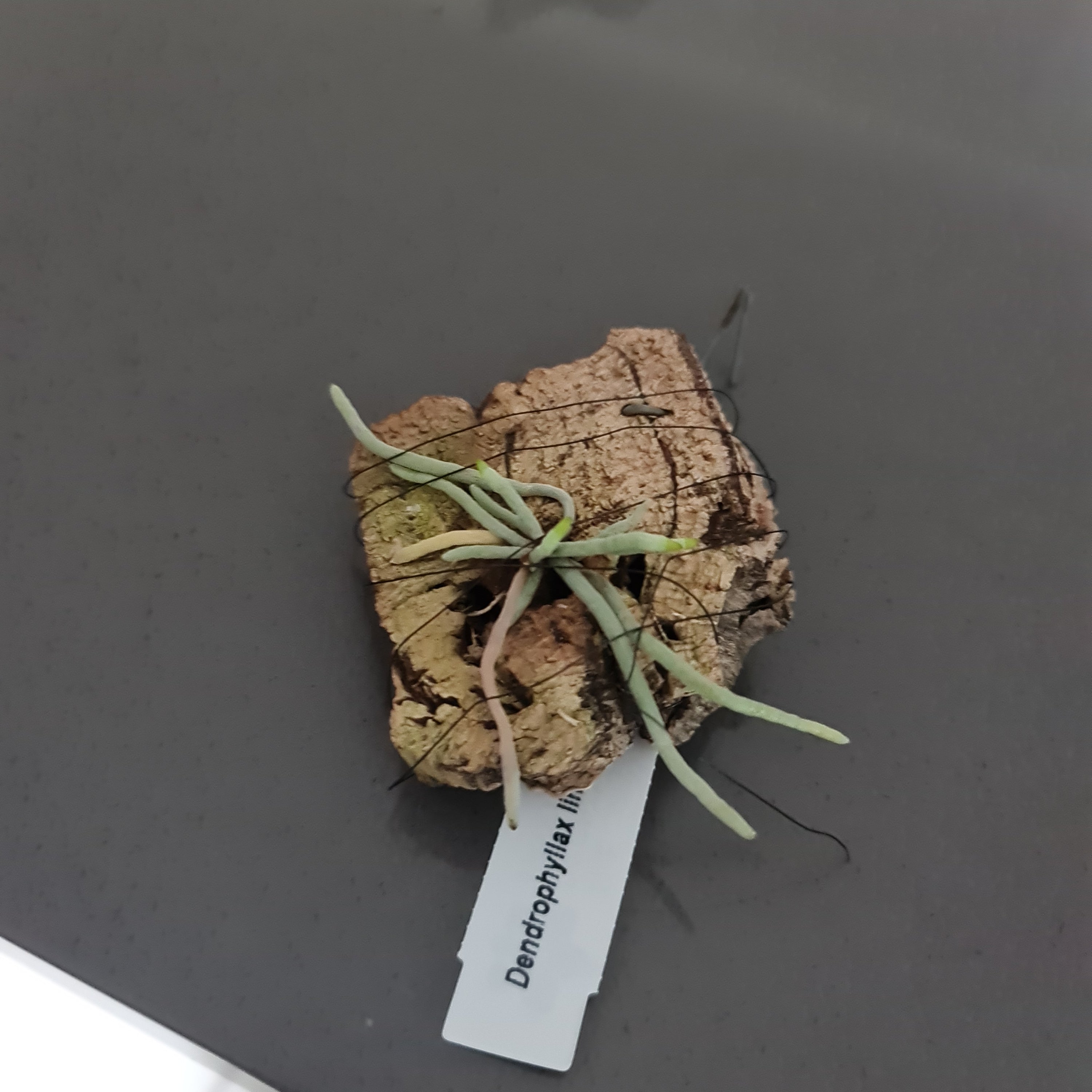 Dendrophylax lindenii - 'The Ghost Orchid' (VERY RARE) Secondary image