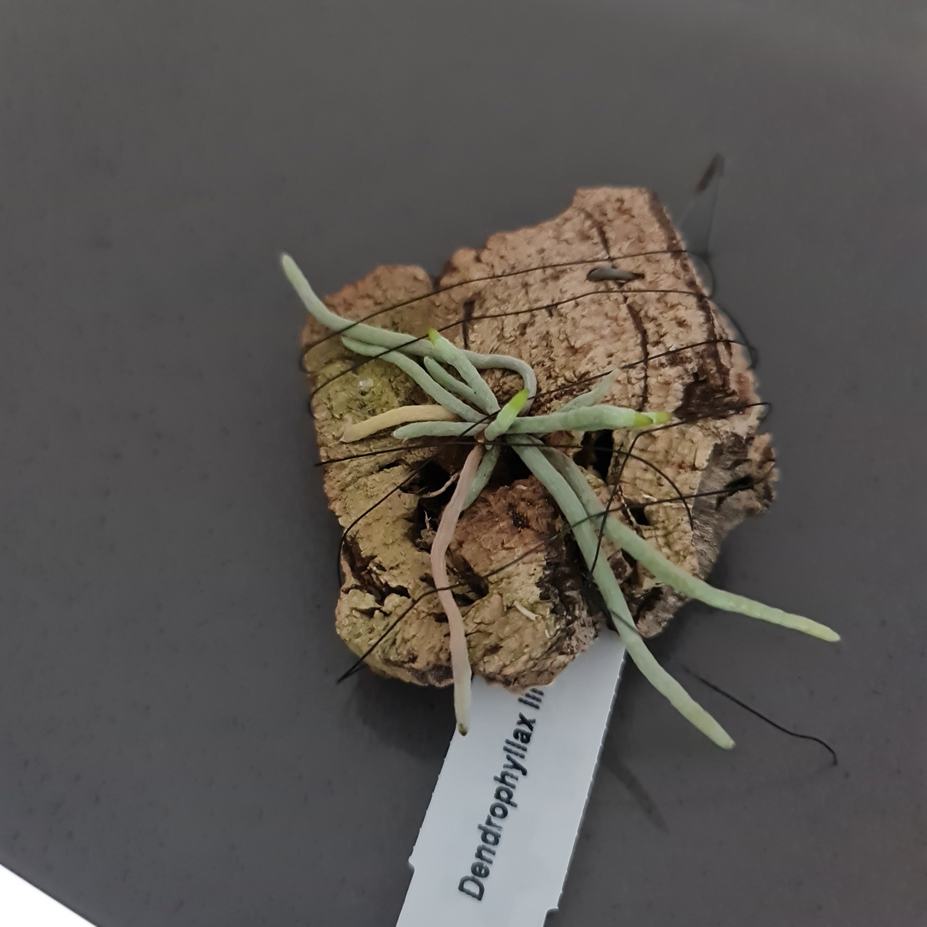 Dendrophylax lindenii - 'The Ghost Orchid' (VERY RARE)