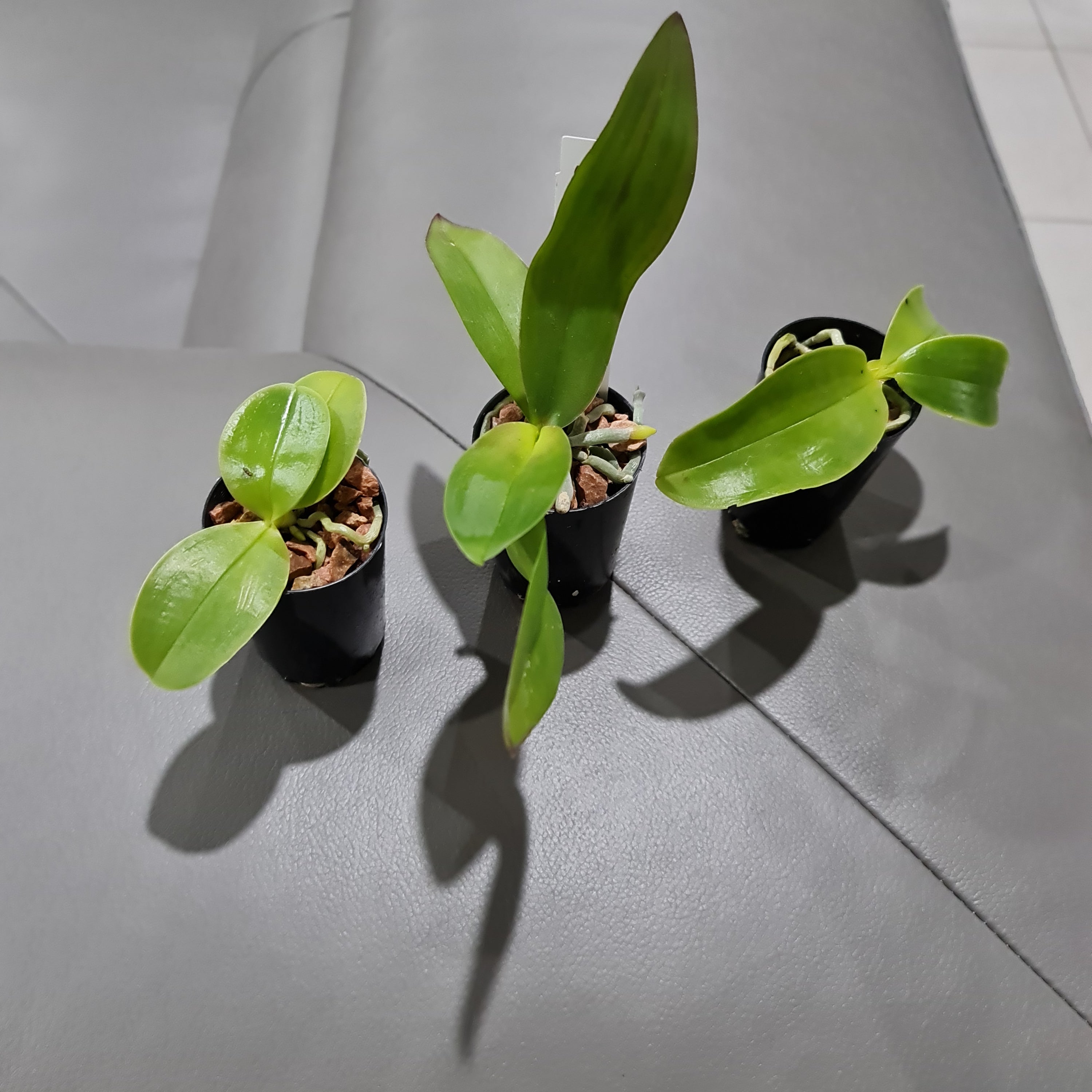 Phal. bellina var coerulea (RARE SPECIES) Secondary image