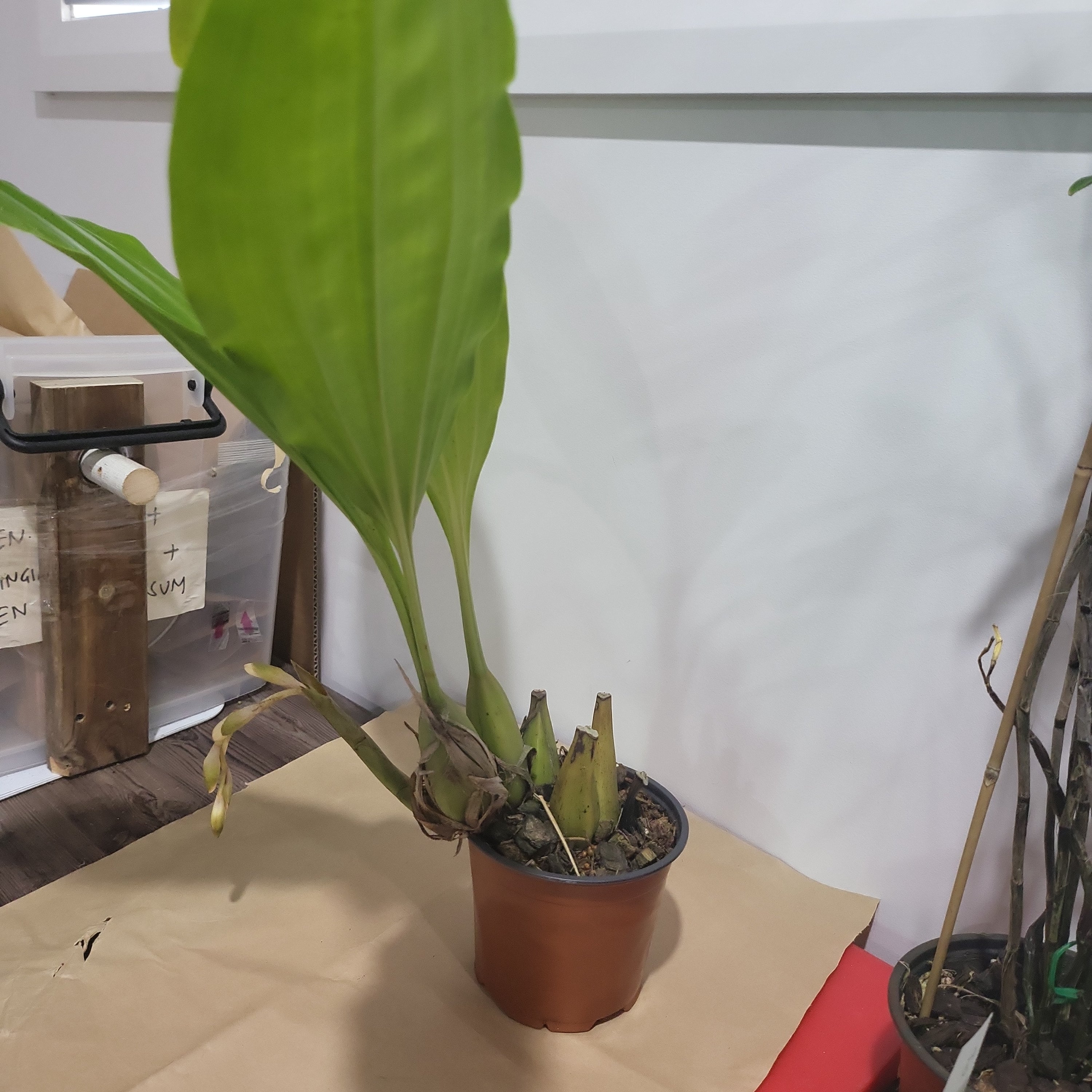 Coelogyne Tomentosa