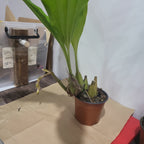 Coelogyne Tomentosa