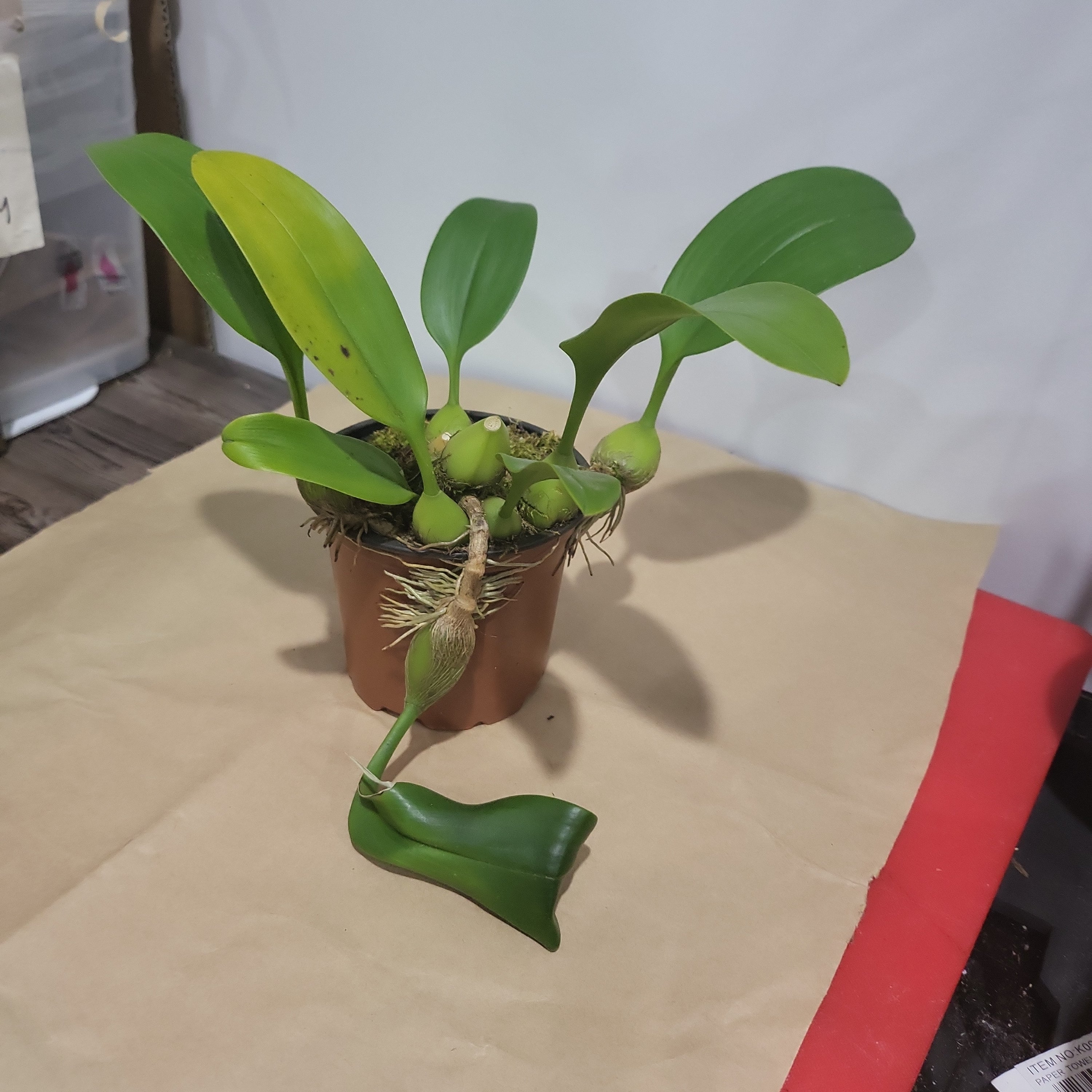 Bulbophyllum Dearei (Fragrant) Secondary image