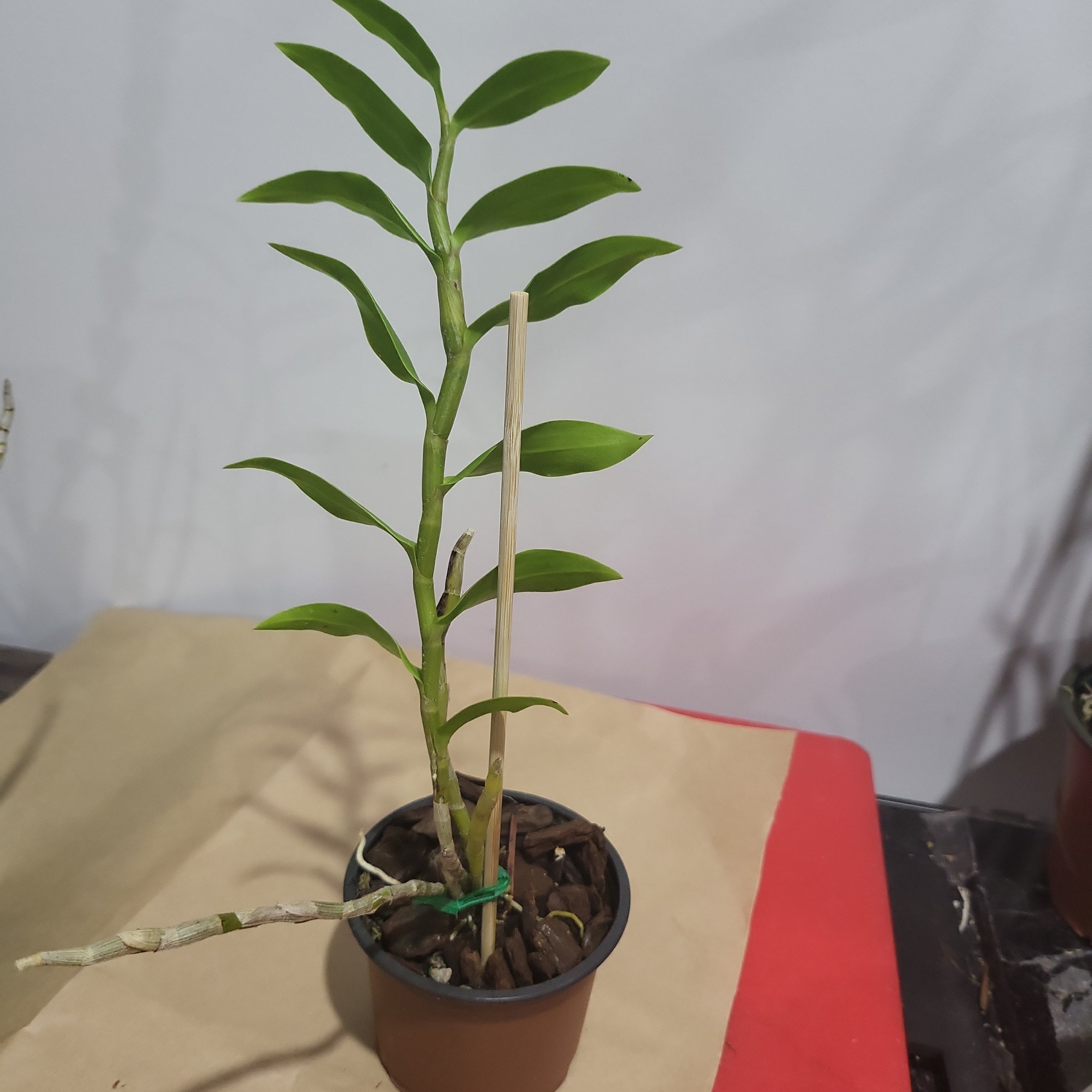 Dendrobium denneanum (RARE Chinese Species) Secondary image