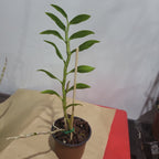 Dendrobium denneanum (RARE Chinese Species)