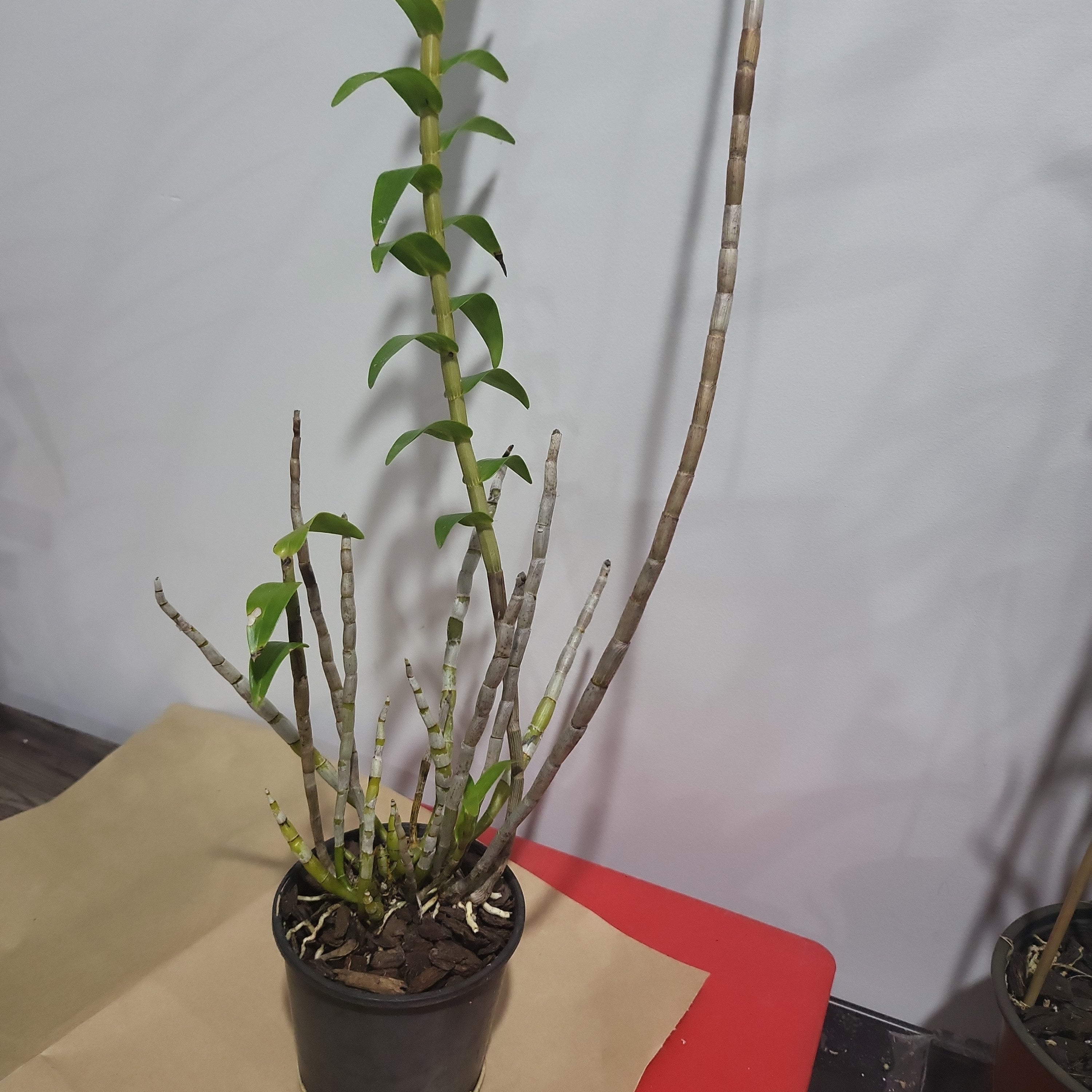 Dendrobium parthenium (Species from Borneo) Secondary image