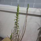 Dendrobium parthenium (Species from Borneo)