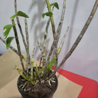 Dendrobium parthenium (Species from Borneo)