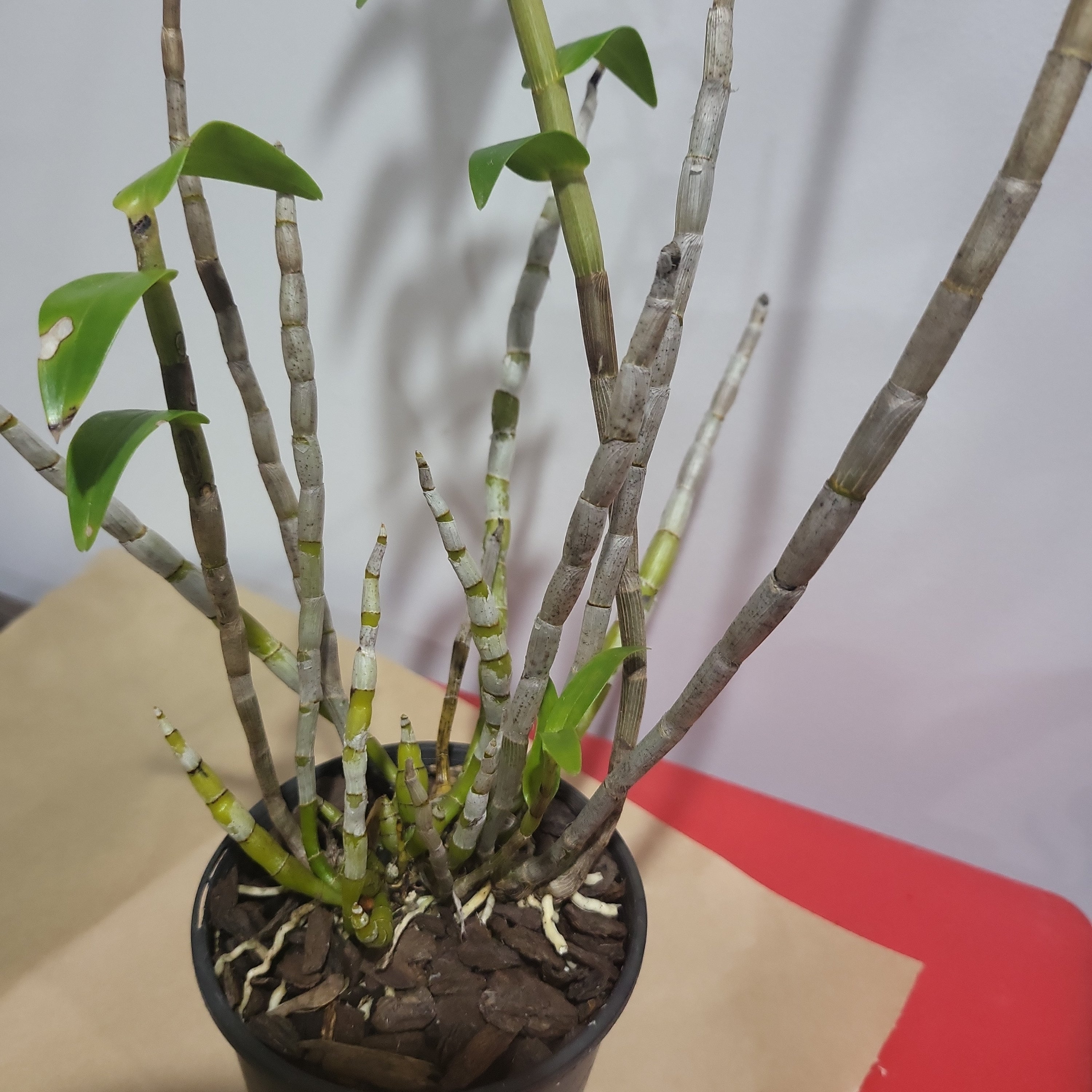 Dendrobium parthenium (Species from Borneo)