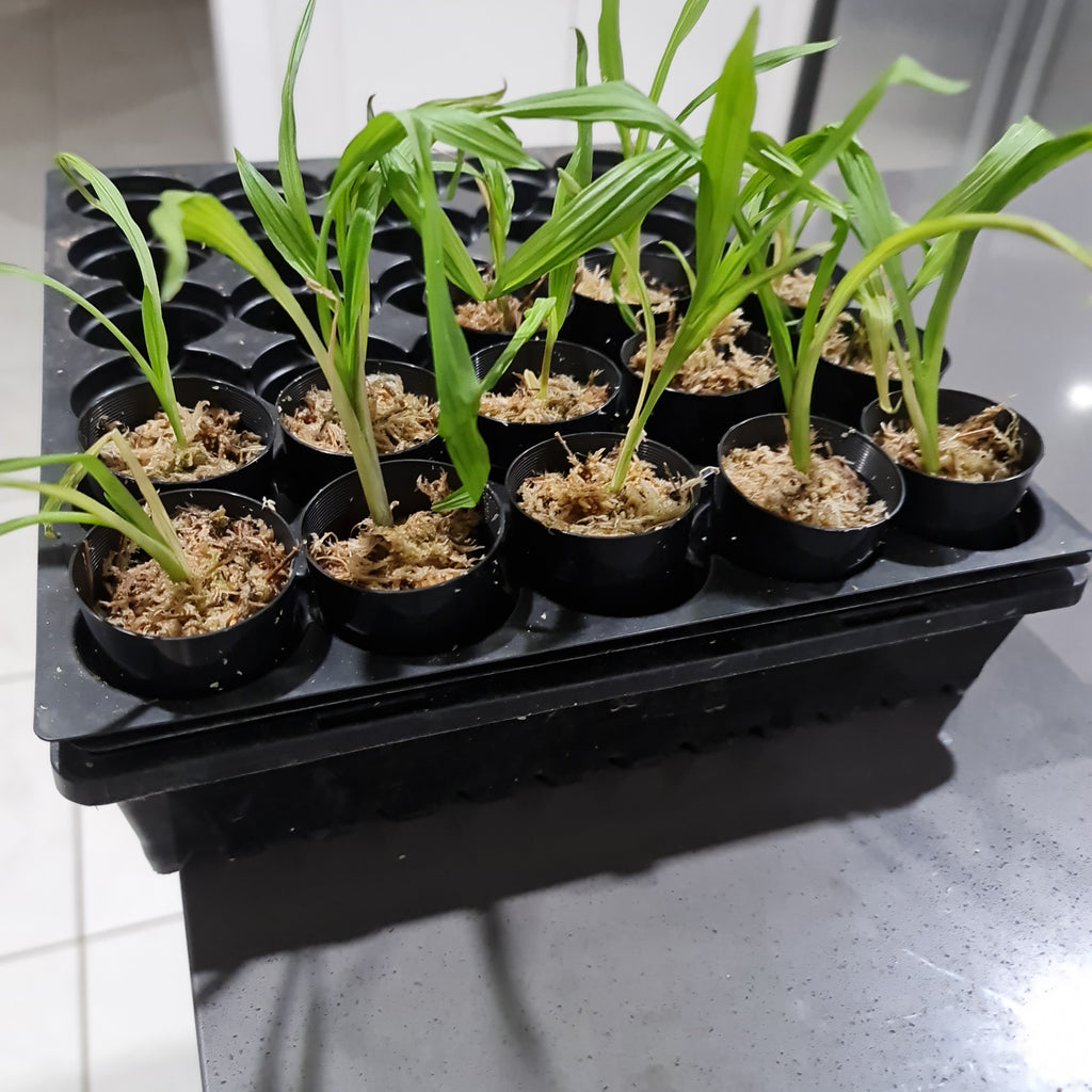 Phaius bernaysii x tankervilleae (Swamp Orchid)