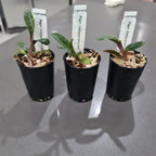 Paph. malipoense x self (VERY RARE FRAGRANT SPECIES FROM CHINA)