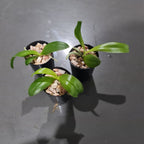 Phalaenopsis Samera coerulea (Phal. bellina coerulea x Phal. violacea indigo) FRAGRANT