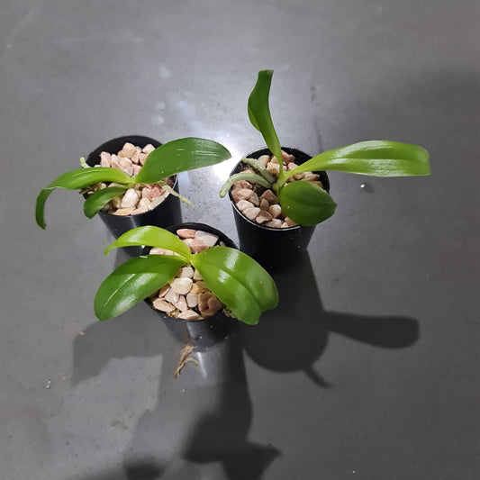 Phalaenopsis Samera coerulea (Phal. bellina coerulea x Phal. violacea indigo) FRAGRANT