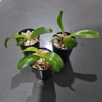 Phalaenopsis Samera coerulea (Phal. bellina coerulea x Phal. violacea indigo) FRAGRANT