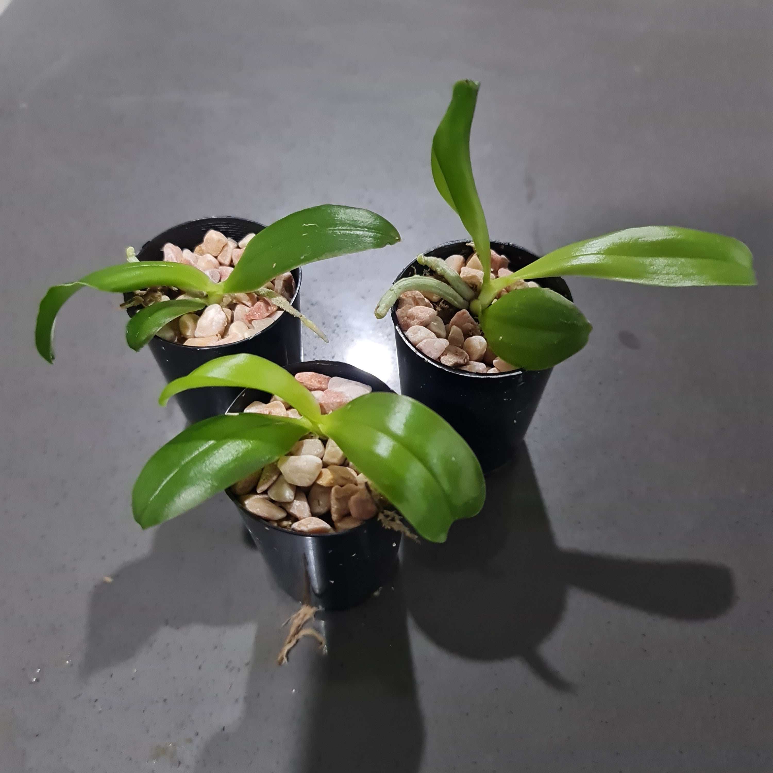 Phalaenopsis Samera coerulea (Phal. bellina coerulea x Phal. violacea indigo) FRAGRANT