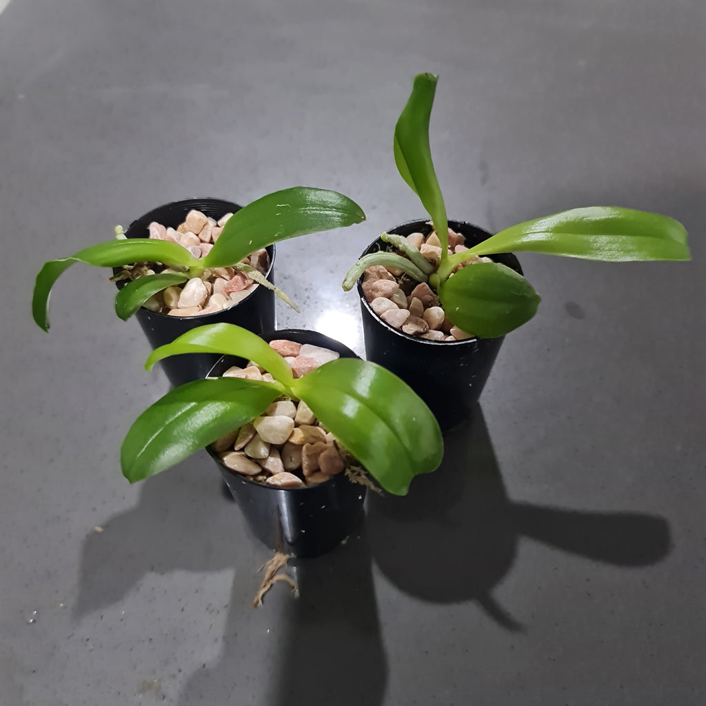 Phalaenopsis Samera coerulea (Phal. bellina coerulea x Phal. violacea indigo) FRAGRANT