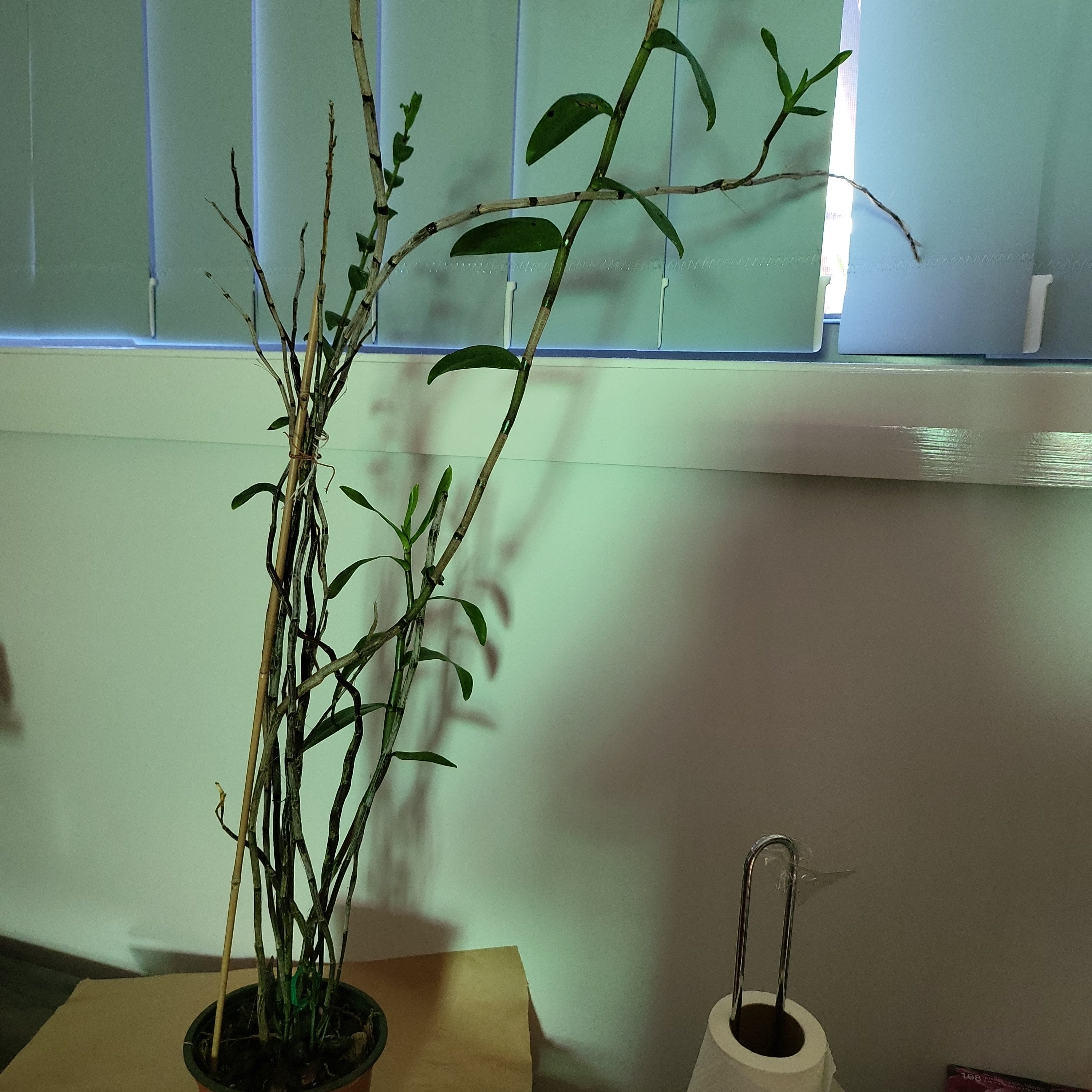Dendrobium Mutabile (Rare Species) Secondary image
