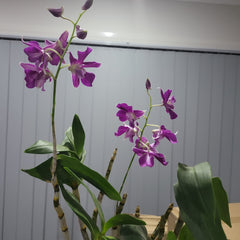 (Flowering Now)Dendrobium Fire Wings (Den. Big Alex × Den. Silver Wings) VERY RARE VARIETY
