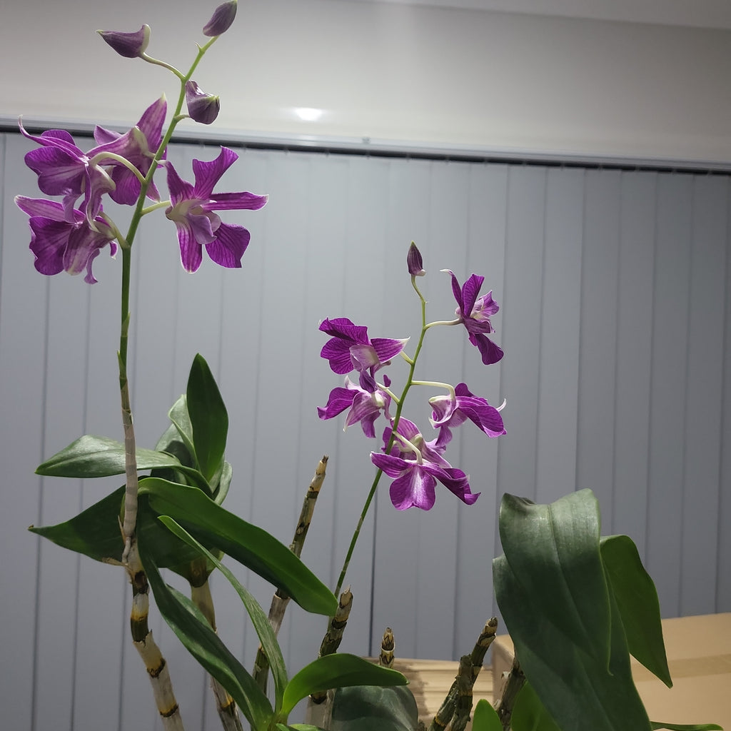 (Flowering Now)Dendrobium Fire Wings (Den. Big Alex × Den. Silver Wings) VERY RARE VARIETY