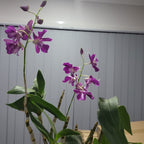 (Flowering Now)Dendrobium Fire Wings (Den. Big Alex × Den. Silver Wings) VERY RARE VARIETY