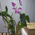 (Flowering Now)Dendrobium Fire Wings (Den. Big Alex × Den. Silver Wings) VERY RARE VARIETY