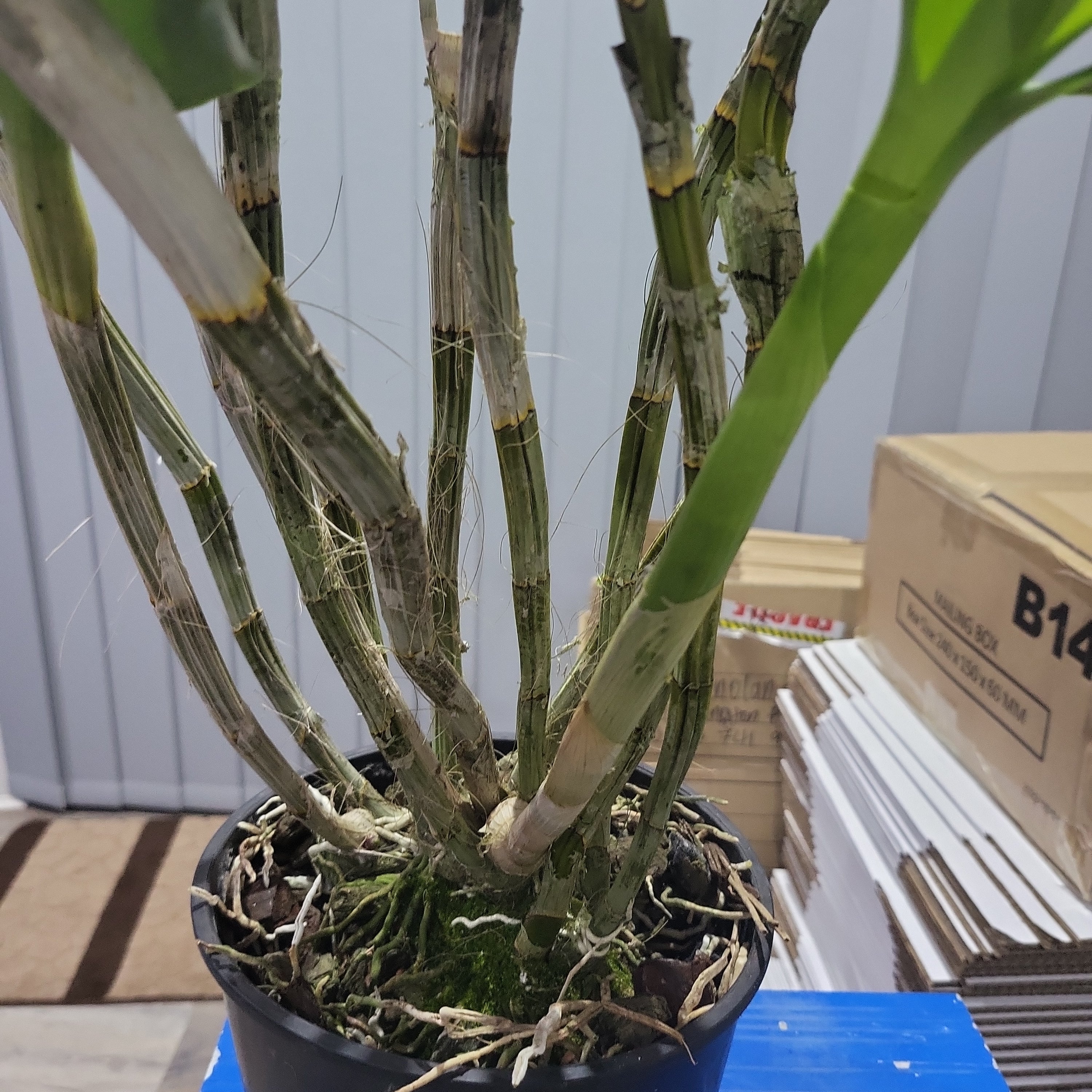 (Flowering Now)Dendrobium Fire Wings (Den. Big Alex × Den. Silver Wings) VERY RARE VARIETY