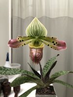 Paph. Venustum X  Sib Huge Spots X Fox Catcher Junior