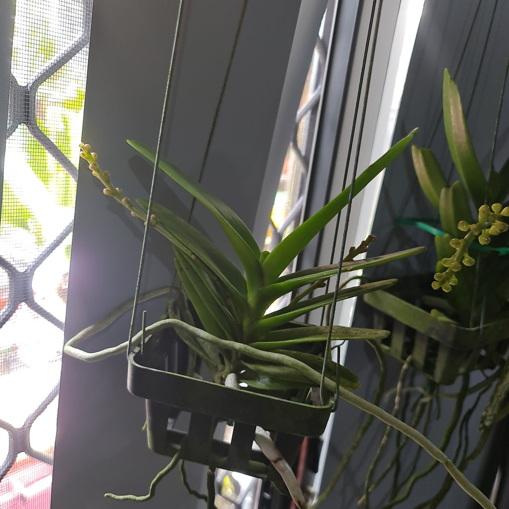 (In Spike Now) Aerides houlletiana (Fragrant Species)