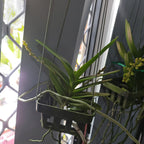 (In Spike Now) Aerides houlletiana (Fragrant Species)