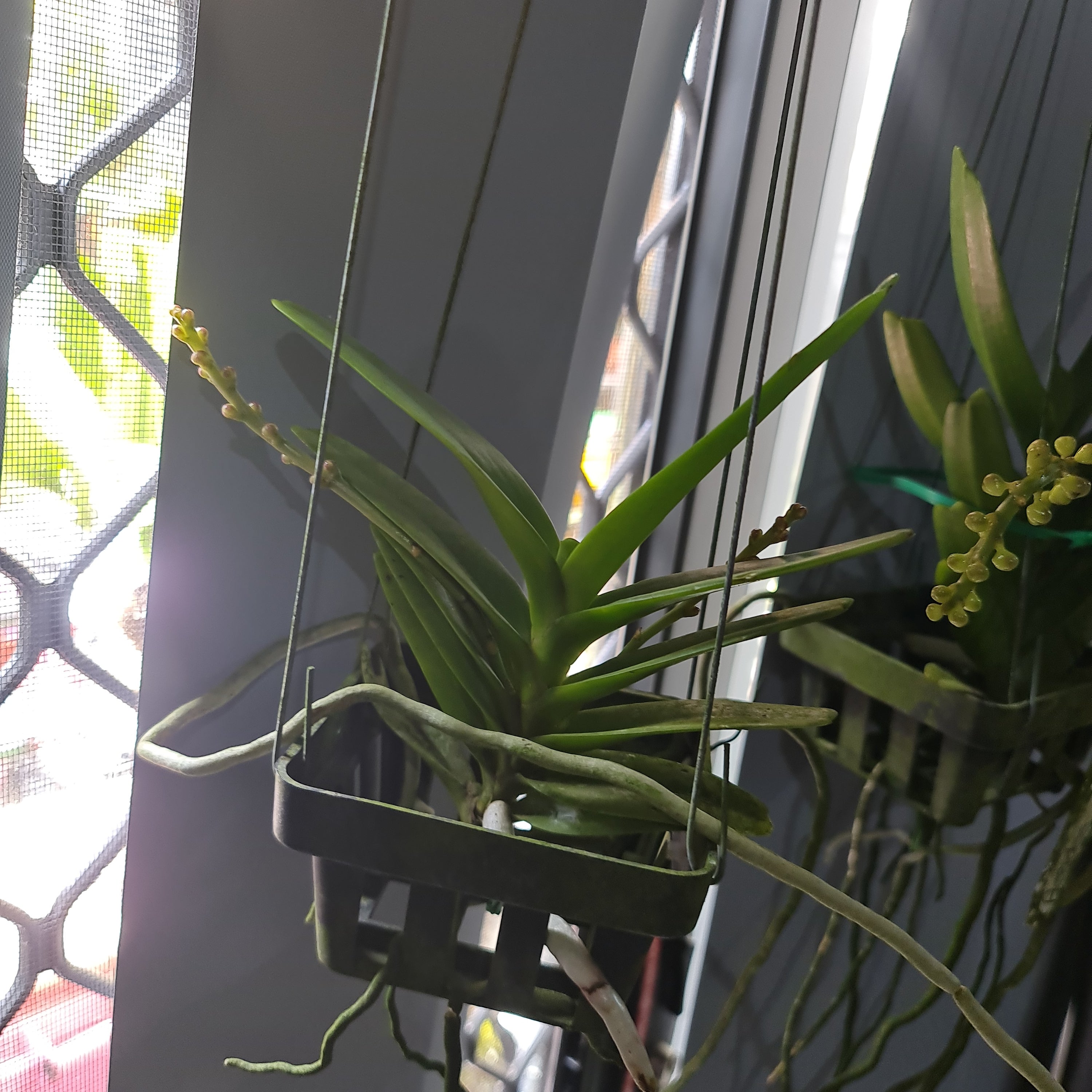 (In Spike Now) Aerides houlletiana (Fragrant Species)