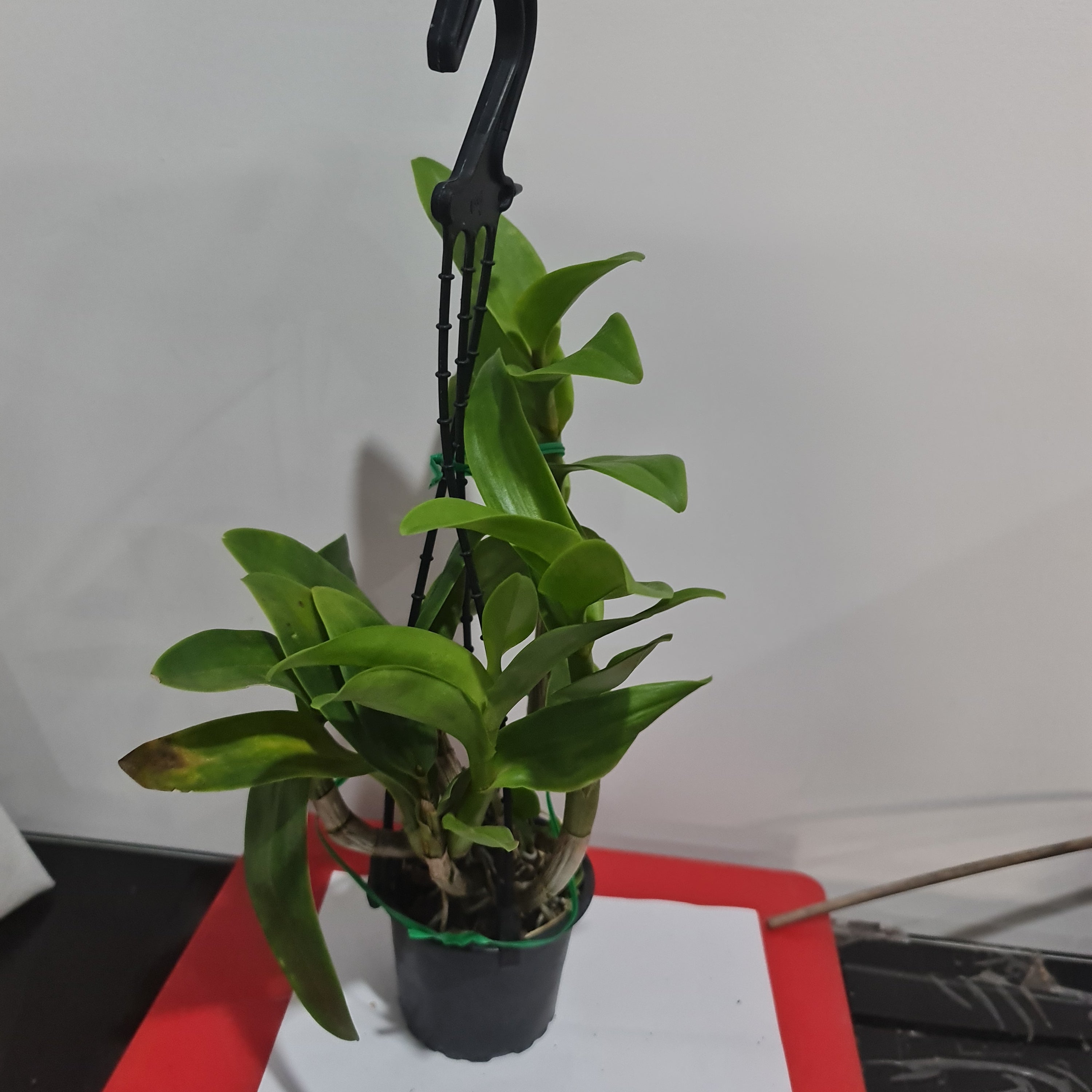 Dendrobium Aridang Blue (Large Flowering Size Hybrid) Secondary image