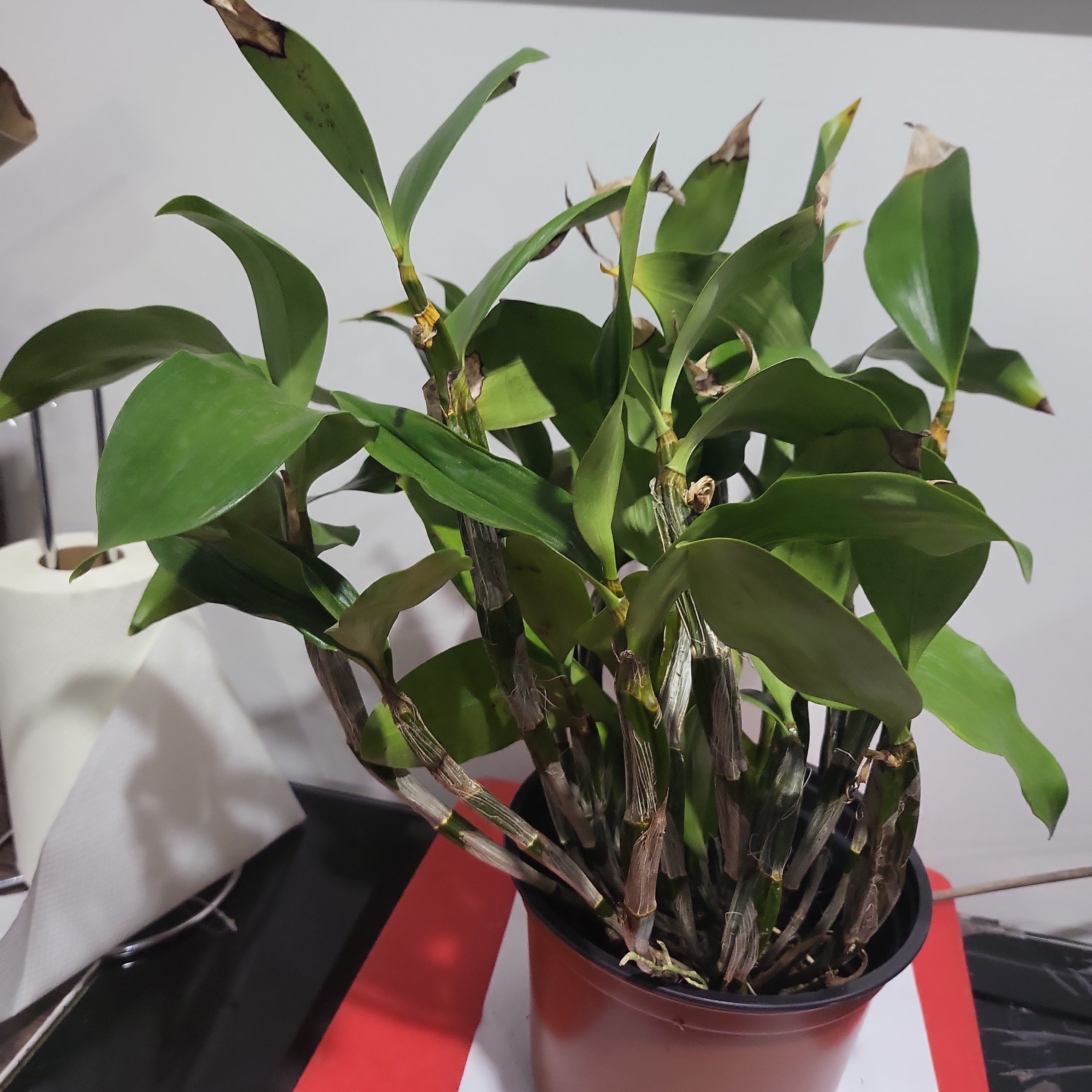 Fragrant Species Dendrobium Farmeri Secondary image