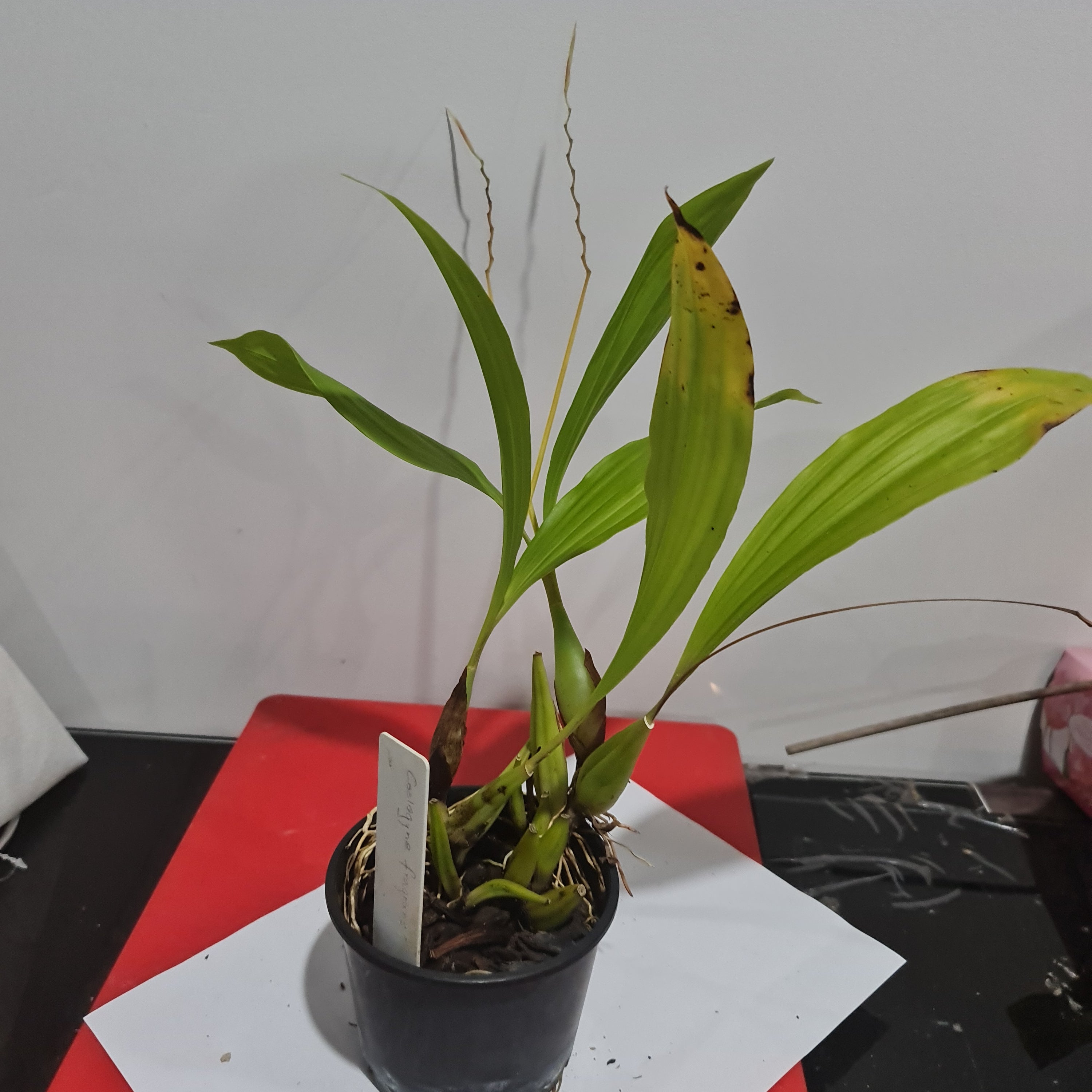 Coelogyne fragrans Secondary image