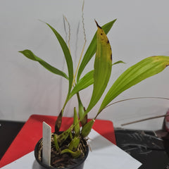 Coelogyne fragrans