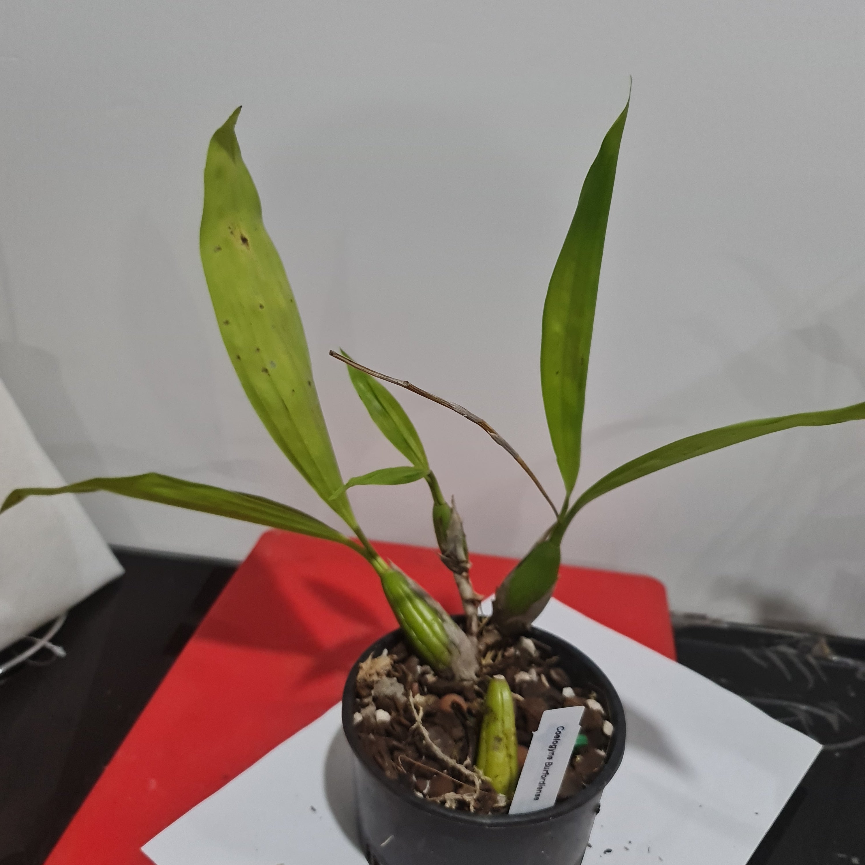 Coelogyne Burfordiense Secondary image