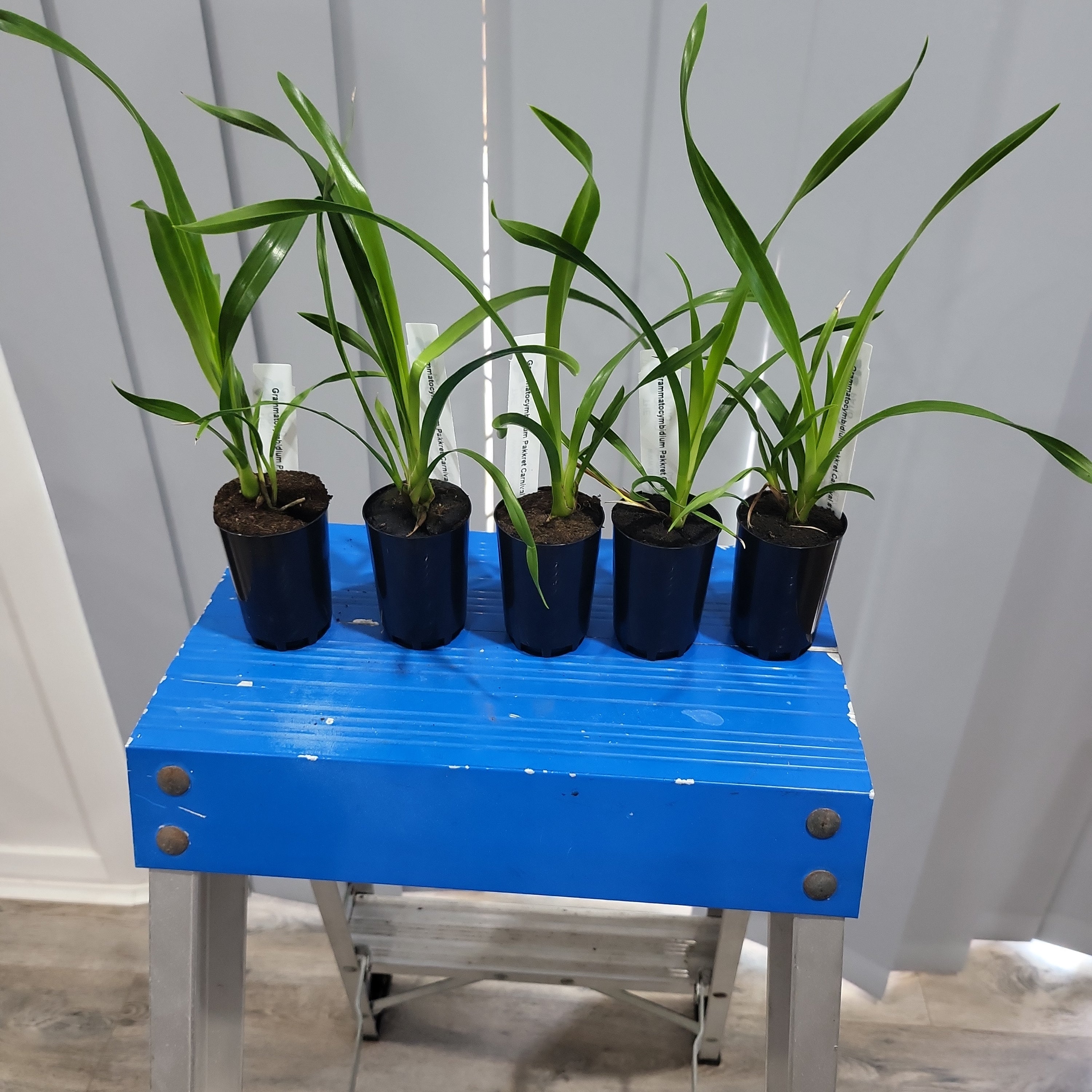Grammatocymbidium Pakkret Carnival #1 Secondary image