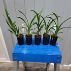 Grammatocymbidium Pakkret Garuda X Crownfox Leopard 'Penta'
