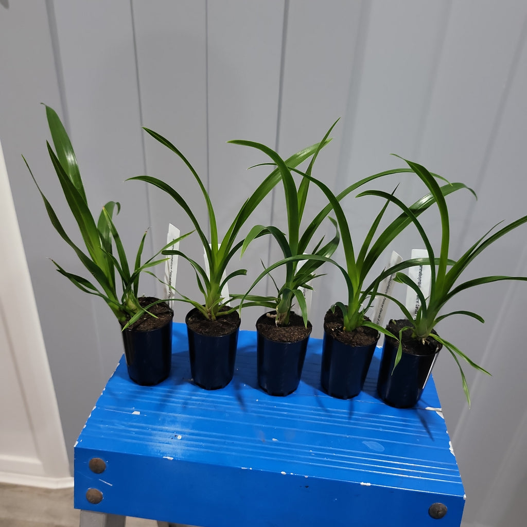 Grammatocymbidium Pakkret Garuda X Crownfox Leopard 'Penta'