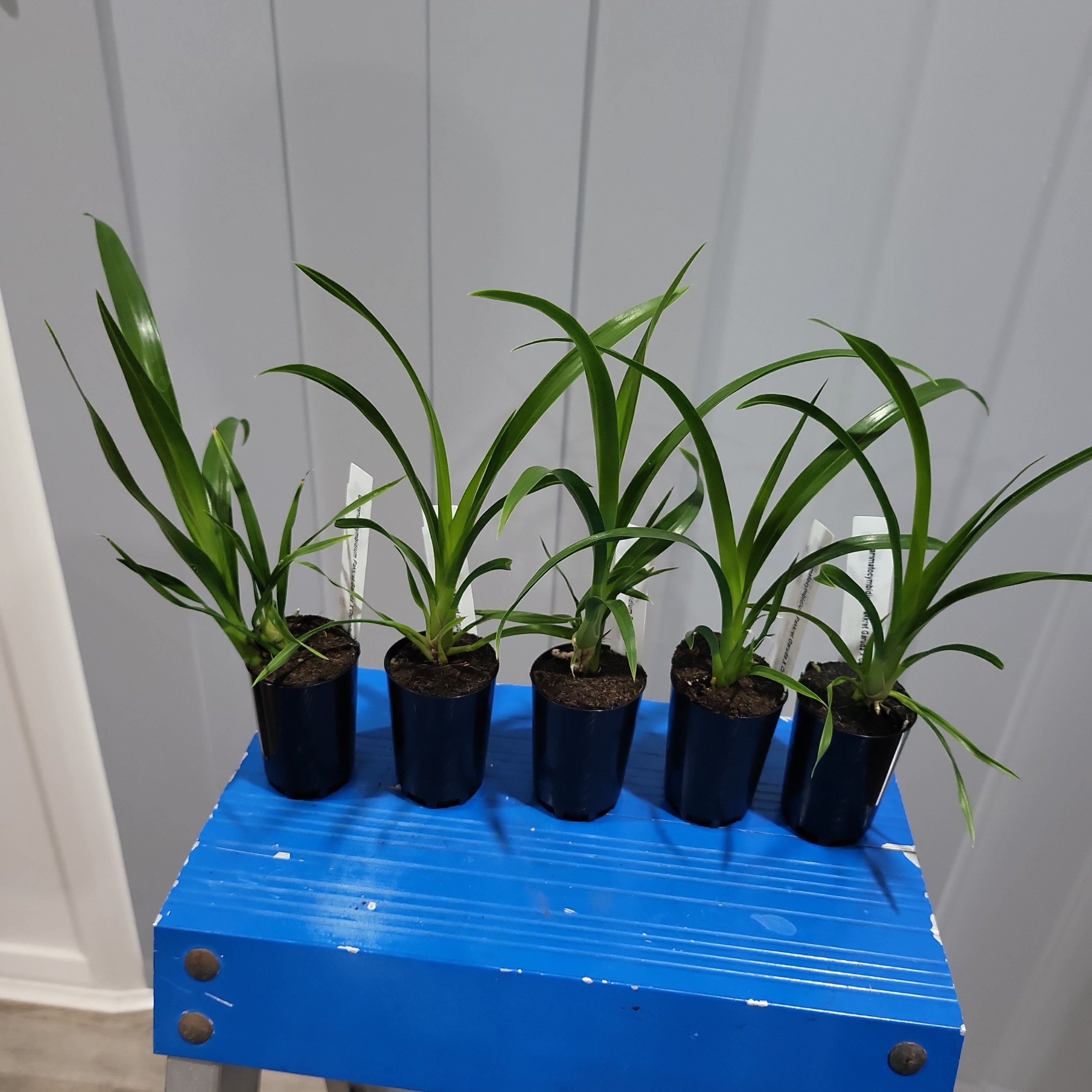 Grammatocymbidium Pakkret Garuda X Crownfox Leopard 'Penta'