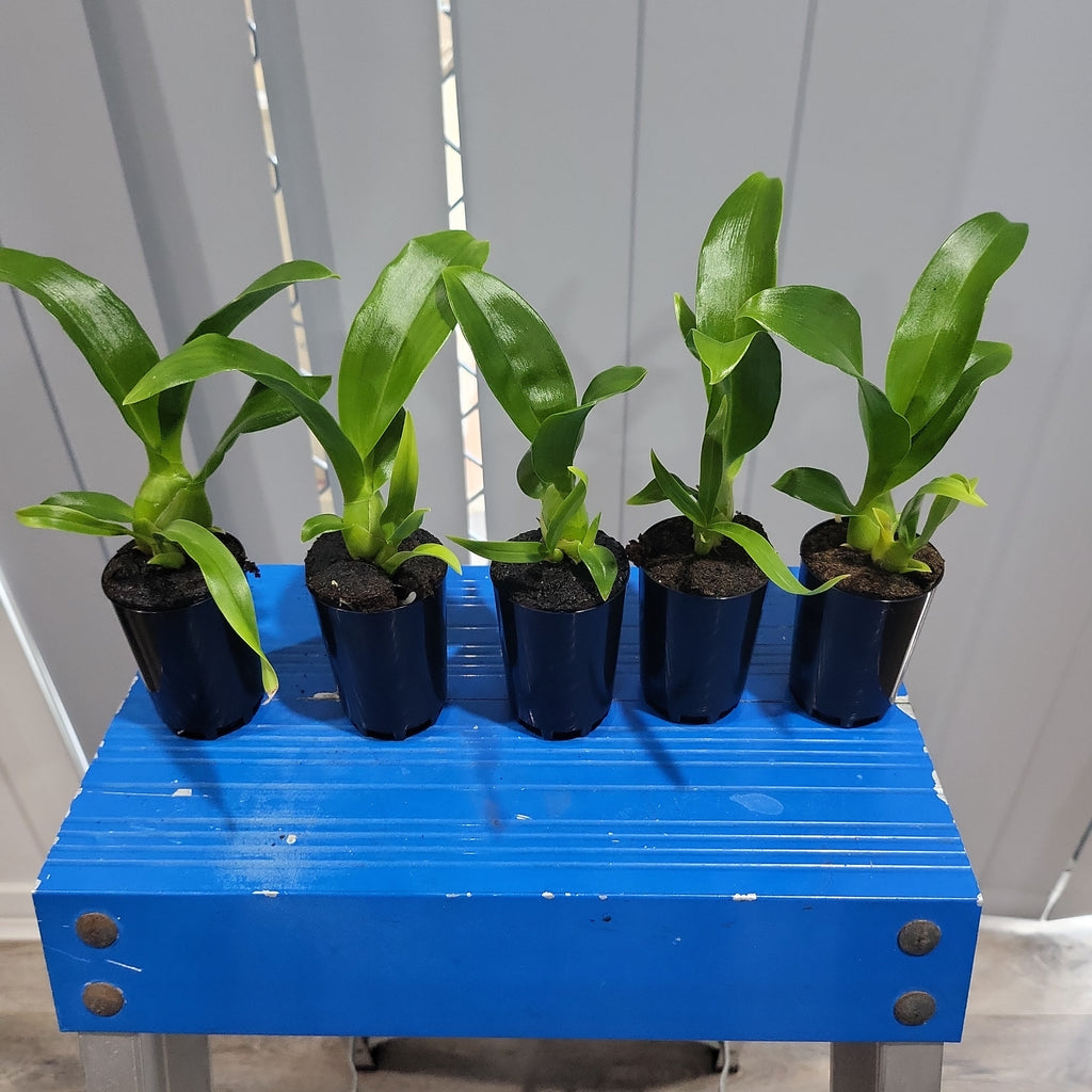 Grammatophyllum Pakkret Armada 'Walrus' (mericlone)
