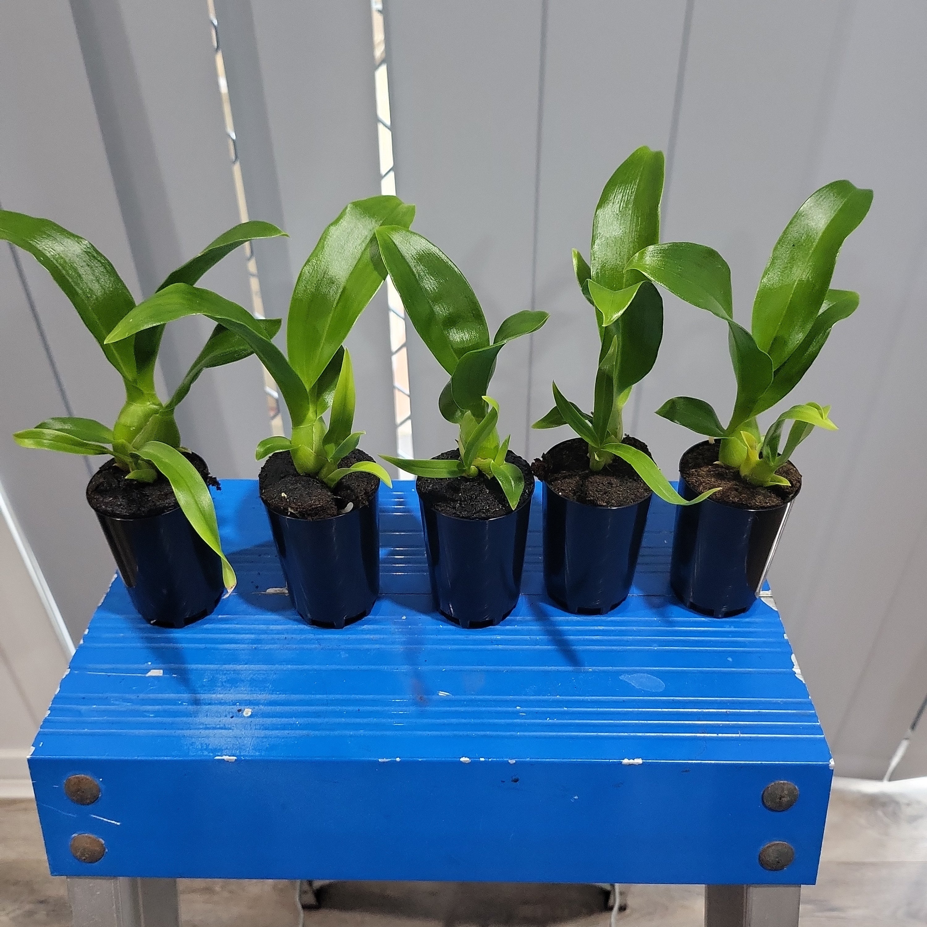 Grammatophyllum Pakkret Armada 'Walrus' (mericlone)