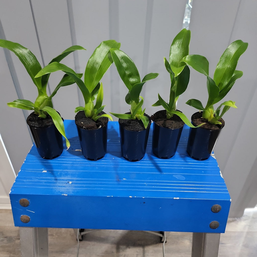 Pack Of 5 Grammatophyllum Seedlings