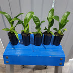 Pack Of 5 Grammatophyllum Seedlings