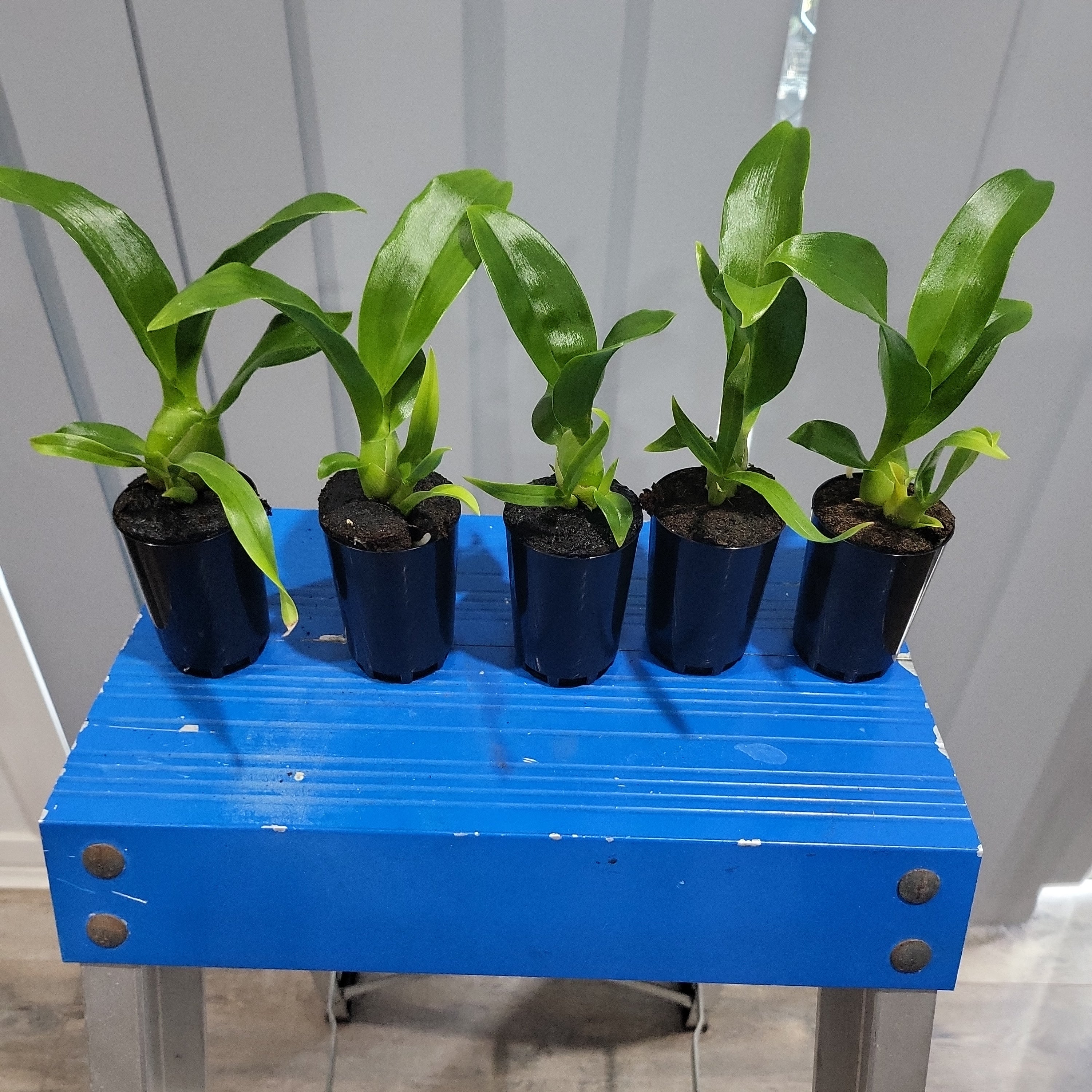 Pack Of 5 Grammatophyllum Seedlings