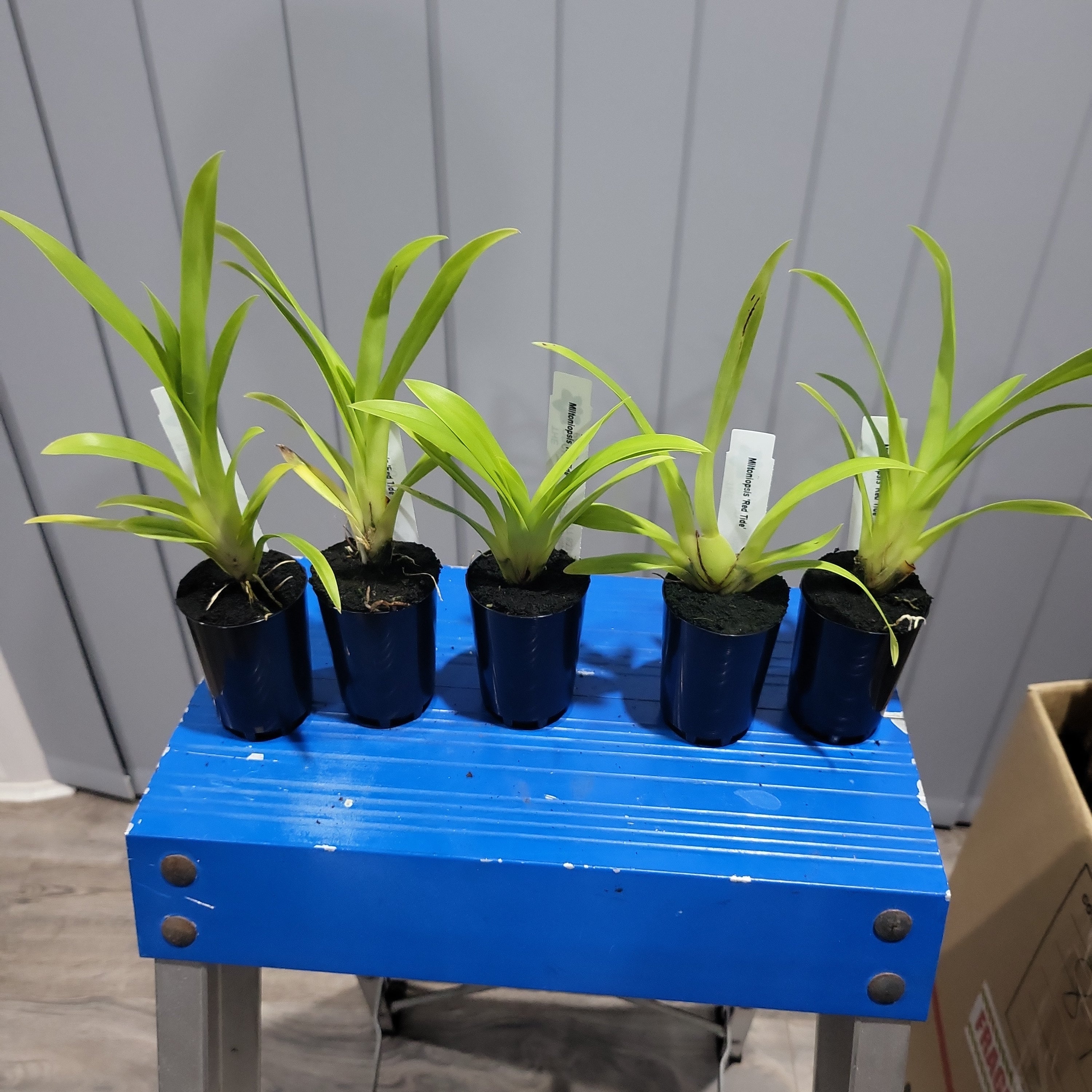 Miltoniopsis 'Red Tide' (Pansy Orchid) Secondary image