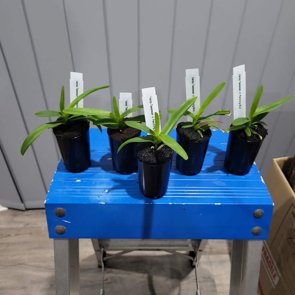 Vanda Taweewan -V. Pakchong Blue