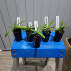 Vanda Taweewan -V. Pakchong Blue