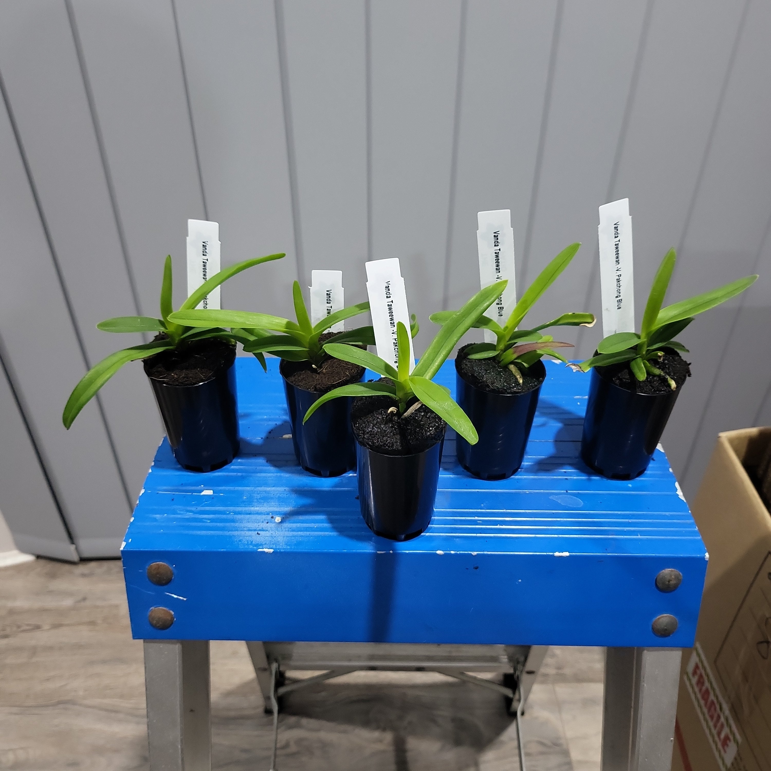 Vanda Taweewan -V. Pakchong Blue