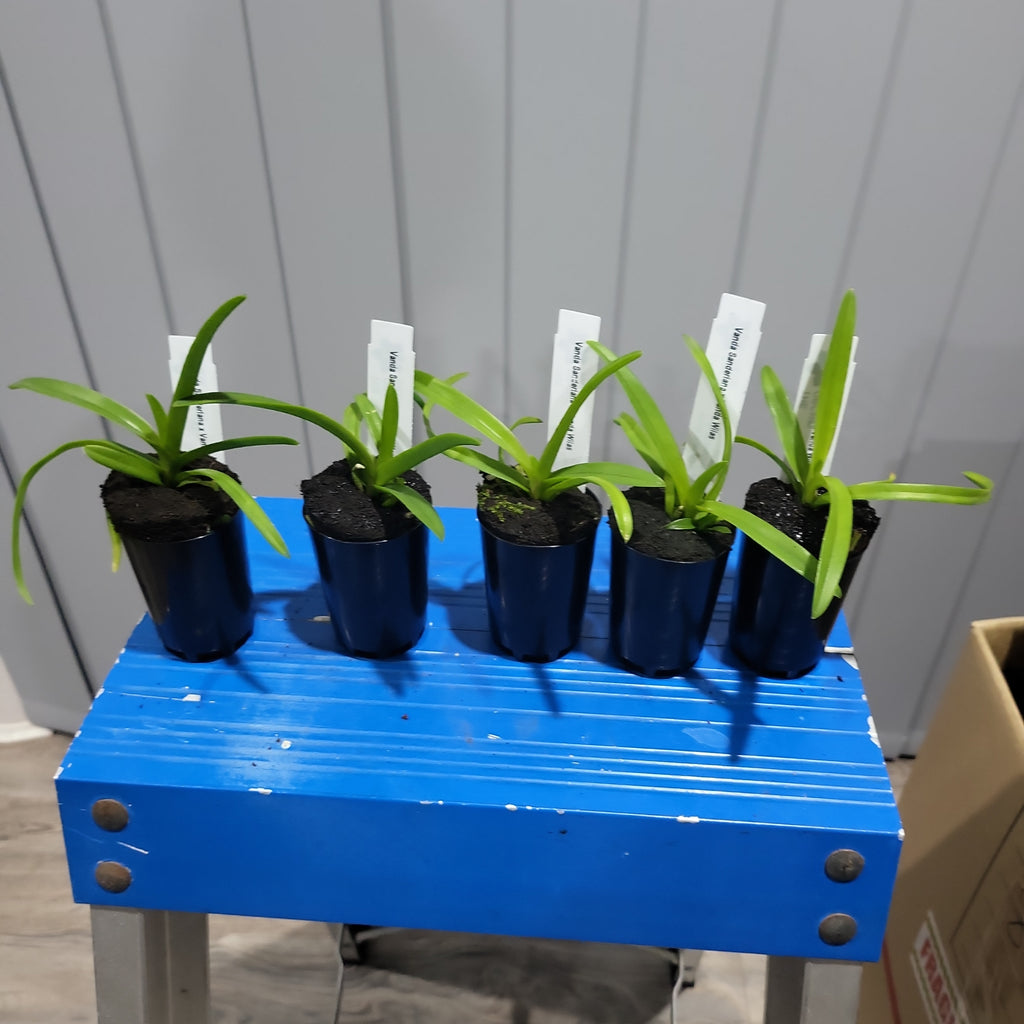 Vanda Sanderiana x Vanda Wilas