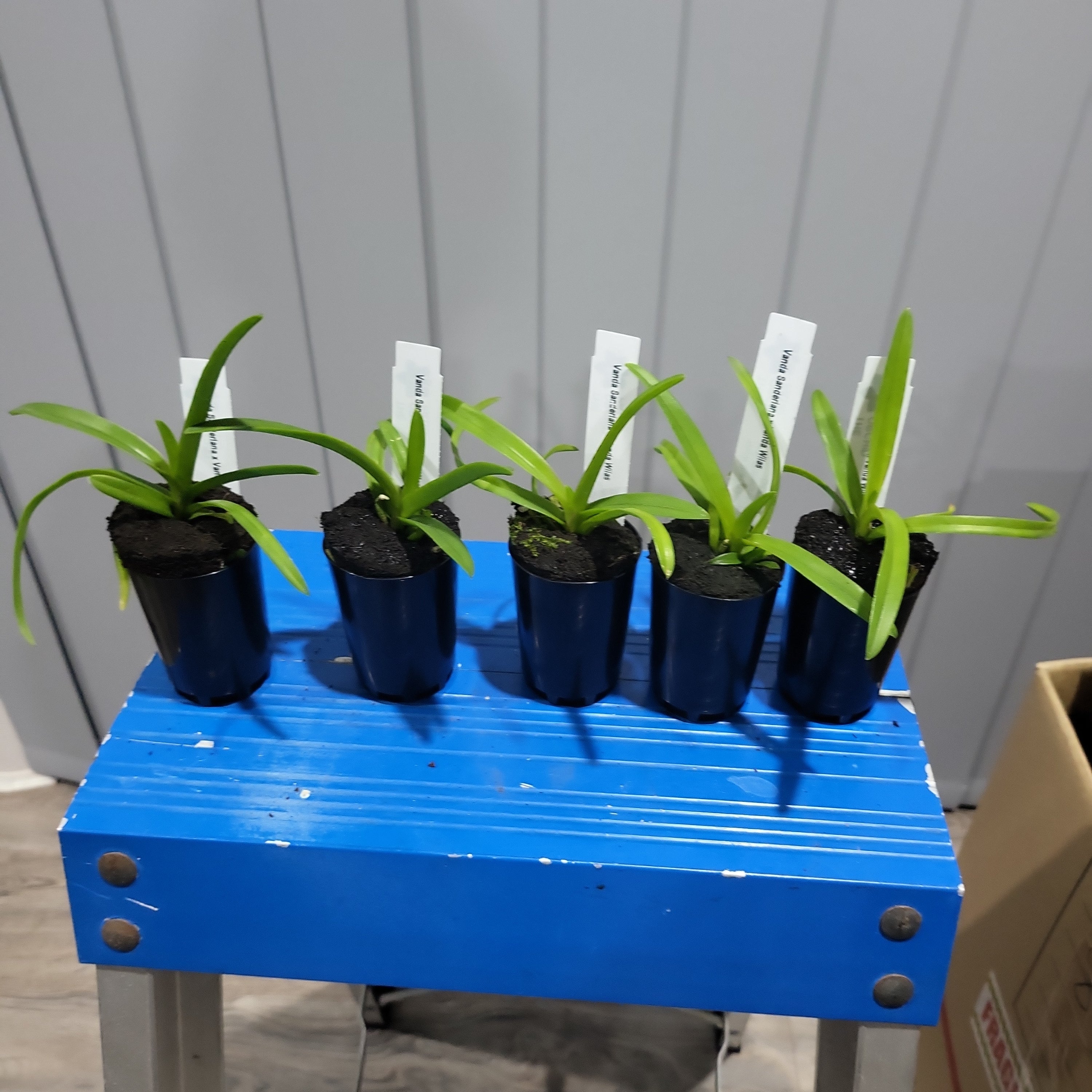 Vanda Sanderiana x Vanda Wilas