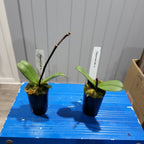 Phalaenopsis Mai Tai (In Spike)